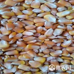 玉米干粮  出售山西朔州优质玉米水份14个以内，霉变几乎没有，容重740