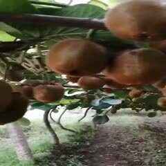  自家猕猴桃🥝成熟在即！8月底正式开园采摘发货，现接受
