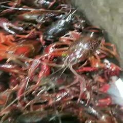 红壳小龙虾  红虾肉质饱满，无空壳。大小，各个规格都有货。