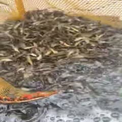 杂交黄骨鱼 黄骨鱼苗养殖包技术包回收