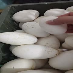 连云港江苏鹅蛋农家散养新鲜鹅蛋去胎毒儿童营养佳品