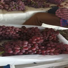 和静县克伦生葡萄  优质无籽提2月15日继续走货，库存不多了