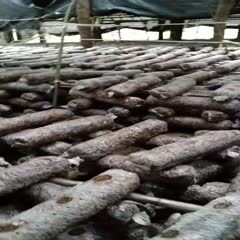 内乡县香菇菌种  十万袋发酵良好，品种优良菌袋待卖，