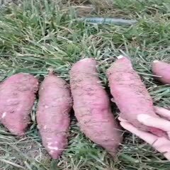 咸阳板薯 红薯，秦五品种，专业种植，大量批发！