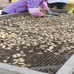 沭阳县花生鲜花生大白沙四粒红海花产地直发自家种植