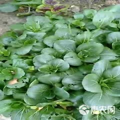 上海青  无污染无公害纯绿色食品，露天蔬菜