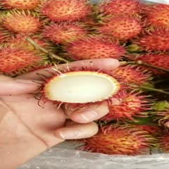 海口秋天里的荔枝 美味热带水果 红毛丹 5斤装精选大果 顺丰包邮