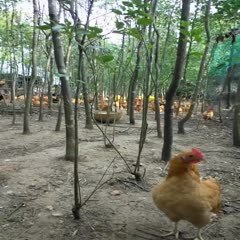 山林散养土鸡