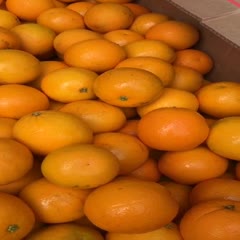 广州南非橙散装大筐夏橙水份好新鲜