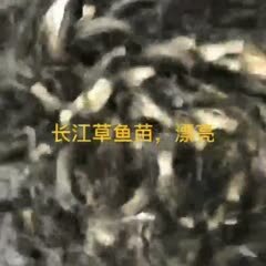 广州优质草鱼苗抗病强耐活易养各类鱼苗批发