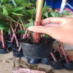 灵山县南洋红香蕉苗  新品种马来西亚红香蕉苗