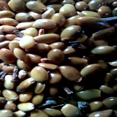 长沙八角金盘种子 优质高产八角种子，种苗。