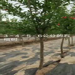 宁津县石榴树苗 大量供应1－6公分石榴树，绿化石榴，甜石榴树