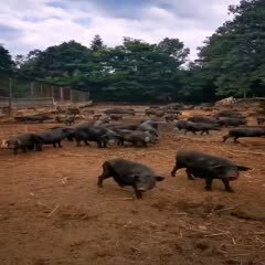 连州市放养藏香猪