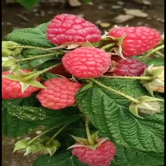 白山树莓苗，树莓种苗。红树莓，树莓，，当年栽苗，当年挂果，产量高