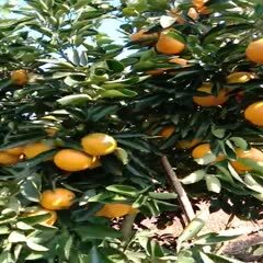 龙陵县甜橙 每天树上新鲜采摘  无囤货皮薄汁多水分足 甜而不腻