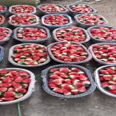 邳州市妙香草莓  妙香，红颜，宁玉草莓