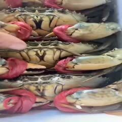 东山县红膏蟹，半斤以上。寄活的。红膏
