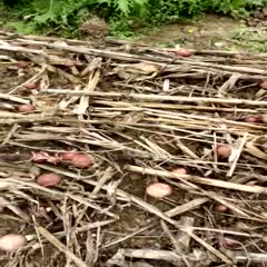 古田縣食用菌大球蓋菇菌種出菇快產量高免費提供農技指導