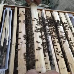 中华蜜蜂  中蜂:蜂群   巢框尺寸49*24cm（蜂王为复式育王）