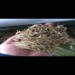 开原市糖槭种子，复叶槭种子辽宁省地产耐寒种源