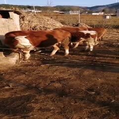威宁县和牛 本地农户散养牛 牛，喜欢的扣我