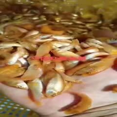 兴国红鲤鱼大量批发出售，欢迎来电订购