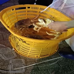 廣州 新到貨珍寶蟹價格優惠