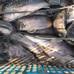 湖州桂鱼  鳜鱼，垂钓及食用，专业钓场配送，质量保证，价格优惠