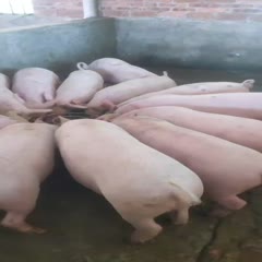 茂名长白仔猪  土白猪 长期供应土白，长白，大白，三杂，陆川猪，健康漂亮