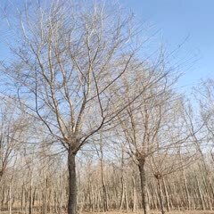惠民县榆树  5-35公分，苗圃直供，货源充足！