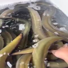 上海黄鳗  一手货源 产地直供