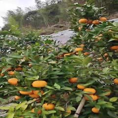 灵川县埃及糖橙 高山无霜冻影响盖膜蜜香橙，精品中的精品