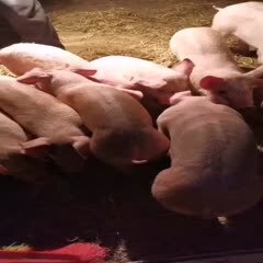 洞口县土猪苗 视频中小猪待售。