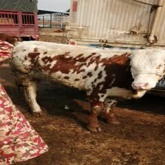 威宁县和牛 漂亮的小母牛，要的来了发布的都是真实有效的价格，决无虚假价格