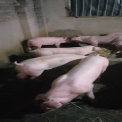 武冈市 三元仔猪 品种齐全，健康，生长速度快需要的可以联系我