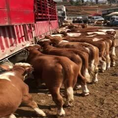 奶牛 精品小公牛小母牛三百多斤四百多斤的。￼