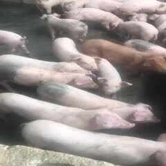 威宁县土猪苗 我们这里的小猪是圈养的。￼