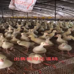 莱阳市五龙鹅苗 全球产蛋多的一个品种