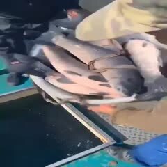 南京青鱼  供应钓场各规格
