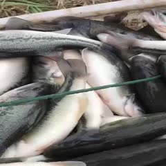湖州鲈鱼（加州鲈鱼）品质保证 价格优惠，可送货，专送钓场