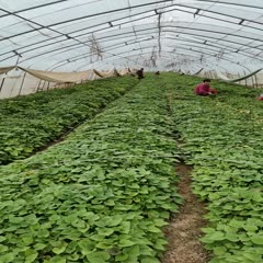 夏津县烟薯25号红薯苗  蜜薯苗，烟薯25地瓜是山东省农科院培育的
