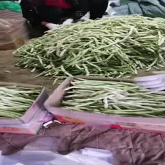 沂水县芸豆豆角，白不老大量上市，产地一手货源。