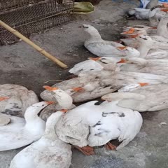 兰考县都是一年以上的老鹅毛，长期供应