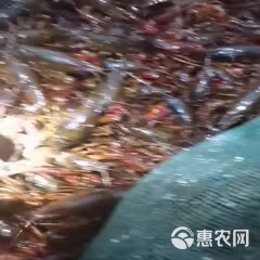 湖北洪湖市精品小龙虾，大中小规格齐全，产地直供