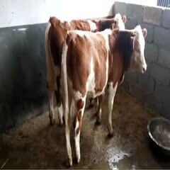 鲁甸县西门塔尔牛  西门塔尔小母牛，500斤到600斤