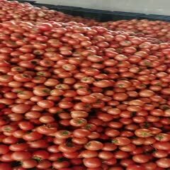 大红西红柿  ，硬粉西红柿，一手货源，全国发货！