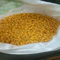 沈阳 速冻甜玉米粒品种：美国黄金三号