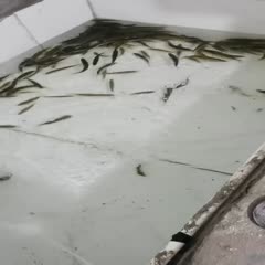 淡水石斑 石斑鱼