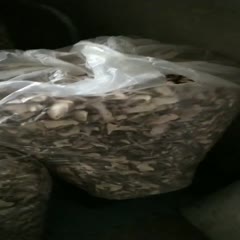 交城县 四百斤银盘蘑菇一斤180要的联系我